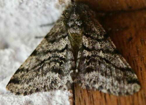 Réf. 299 637 : Lycia hirtaria